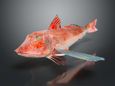 Vibrant Red Sea Fish With Distinctive Blue Fins And Sharp Facial Features On Dark Background 3d model