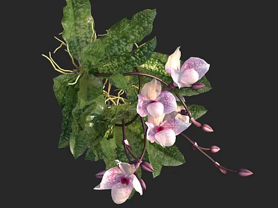 Fresh Pink And White Orchid Blooms With Green Spotted Leaves And Vine Details 3d model