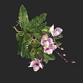 Fresh Pink And White Orchid Blooms With Green Spotted Leaves And Vine Details