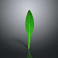 Vibrant Arbor Tree With Shiny Green Leaf And Clear Veins On Gray Background