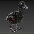 Black And Brown Feathered Aquatic Animal Duck Standing On Grassy Natural Habitat
