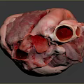 Medical Device Human Heart Model With Detailed Anatomical Structure For Education