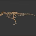 Golden Skeleton Model As Medical Device For Anatomical Education And Training Purposes
