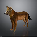 Orange Shiba Inu Dog Standing On Dark Background With Reflective Surface