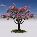 Beautiful Flowering Arbor With Pink Blossoms Green Grass Under Blue Sky