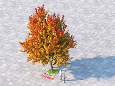 3D Tree Model Display with Red Yellow Autumn Leaves and Square Paving 3d model