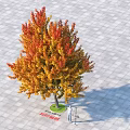 3D Tree Model Display with Red Yellow Autumn Leaves and Square Paving 3d model