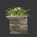 Bonsai Potted Plants with Stone Carved Planters Rectangular and Circular Shapes with Green Ferns