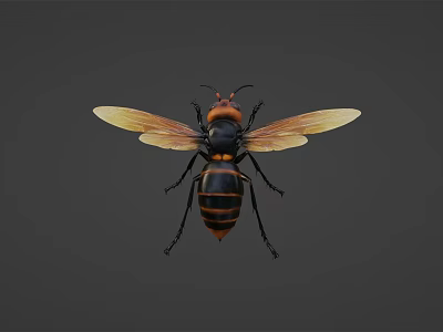 Flying Insect With Black And Yellow Striped Body Transparent Wings Orange Head And Detailed Appearance 3d model