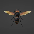 Flying Insect With Black And Yellow Striped Body Transparent Wings Orange Head And Detailed Appearance
