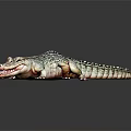 Lifelike Crocodile Figure With Detailed Scaly Skin On Dark Reflective Surface
