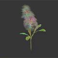 Unique Plant with Slender Stem Fuzzy Top Seeds and Green Leaves on Black Background