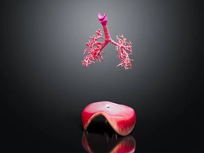 Medical Device 3D Anatomical Lung and Liver Teaching Model for Medical Education 3d model