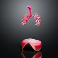 Medical Device 3D Anatomical Lung and Liver Teaching Model for Medical Education