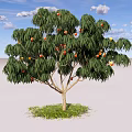 Fruit Bearing Arbor With Green Leaves Under Blue Sky And White Clouds On Grassy Ground