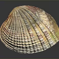 Colorful Textured Seashell With Vibrant Red Yellow Green Hues On Dark Surface