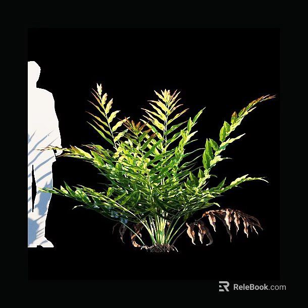 Lush Green Fern Plant With Feathery Foliage Isolated on Black Background 3d model 