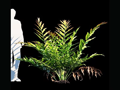 Lush Green Fern Plant With Feathery Foliage Isolated on Black Background 3d model