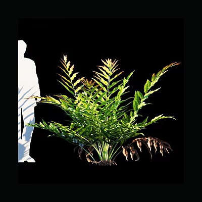 Lush Green Fern Plant With Feathery Foliage Isolated on Black Background 3d model