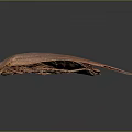 Detailed Close Up View Of Brown Cockroach Body Exoskeleton On Dark Background