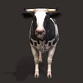 Black and White Spotted Cow with Horns Standing in Full Body Profile View