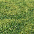 Natural Grassland Featuring Lush Green Plants Herbs And Divided White Lines