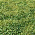 grass grass grass grass grass grass 3d model