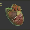 Realistic Anatomical 3D Model Of Human Heart With Detailed Vascular Structure