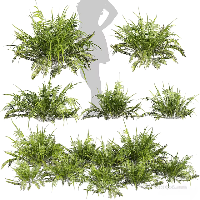 Various Types of Lush Green Fern Shrubs with Fresh Foliage for Garden Landscaping 3d model 