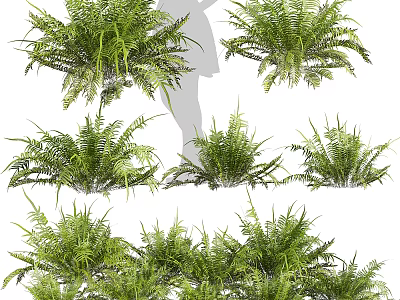 Various Types of Lush Green Fern Shrubs with Fresh Foliage for Garden Landscaping 3d model