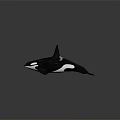 Orca With Black And White Body Streamlined Shape Dorsal Fin Pectoral Fins And Swimming Pose