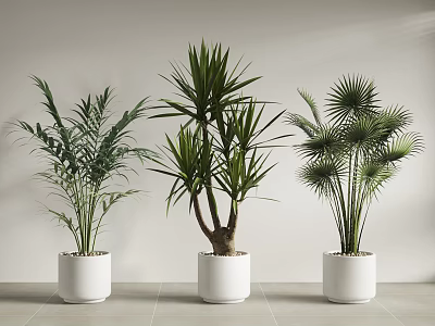 Modern Minimalist Indoor Potted Plants With Various Types In White Pots On Light Floor 3d model