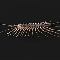 Reddish Brown Centipede With Segmented Body Long Antennae On Dark Background 3d model