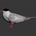 Bird With Black Head Orange Beak Gray Body And Red Feet Standing