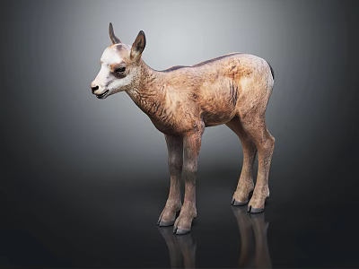 Baby Antelope in Standing Position on Dark Background with Clear Reflection 3d model