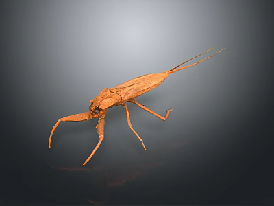 Brown Water Strider Insect With Long Slender Legs And Antennae On Dark Reflective Surface 3d model