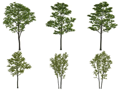 Different Types of Arbor Trees with Varied Canopy Shapes and Green Foliage 3d model