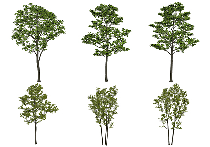 Modern Tree Landscape Tree Purple Magnolia saplings 3d model