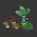 Various Green Leafy Potted Plants In White Pots With Different Sizes And Indoor Arrangement