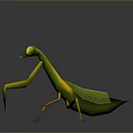 Green Praying Mantis With Yellow Legs And Green Wings On Dark Background