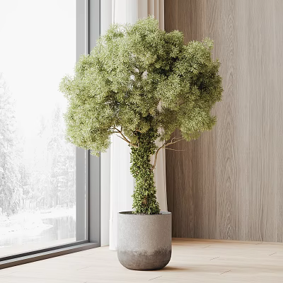 Green Bonsai Plant In Gray Pot By Window With Wooden Wall And Snowy View Outside 3d model