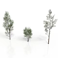 Three Different Size Green Trees With Foliage Isolated On White Background