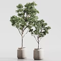 Bonsai Plants In Ceramic Pots With Lush Green Leaves For Indoor Decoration 3d model