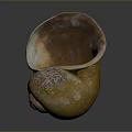 Marine Nautilus Spiral Shell With Yellow Brown Texture On Dark Reflective 3d model