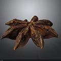 Dried Star Anise Spice with Brown Star Shaped Pods on Dark Background