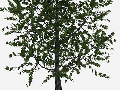 Lush Green Tree With Dense Foliage And Sturdy Trunk In Outdoor Area 3d model