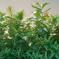Vibrant Sunlit Shrubs With Lush Green Leaves And Diverse Foliage Types