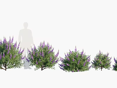 Purple Flowering Shrubs In Various Sizes Arranged With Person For Size Reference 3d model
