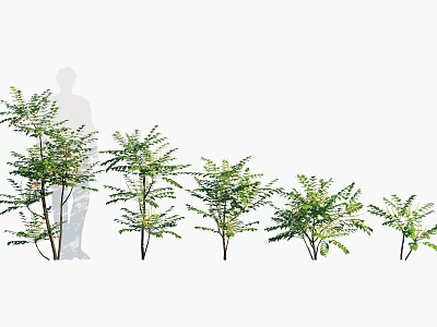 Arbor Trees With Lush Green Leaves Various Sizes And Human Figure For Scale 3d model