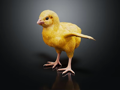 Adorable Young Yellow Chick Standing on Black Background with Spread Wings 3d model